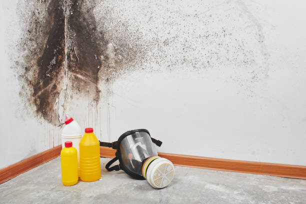 Best Emergency Mold Removal  in Charlotte Park, FL