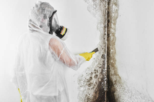 Best Mold Testing and Removal  in Charlotte Park, FL