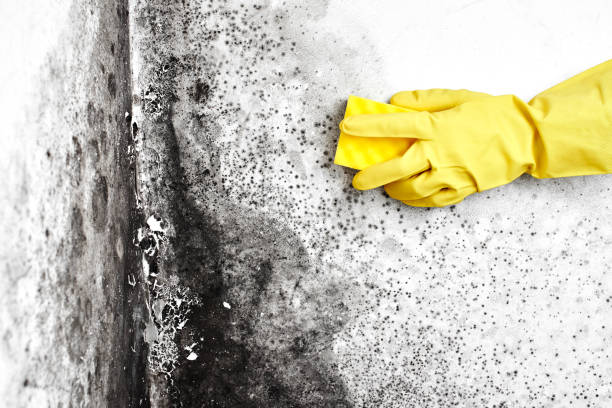 Best Emergency Mold Removal  in Charlotte Park, FL