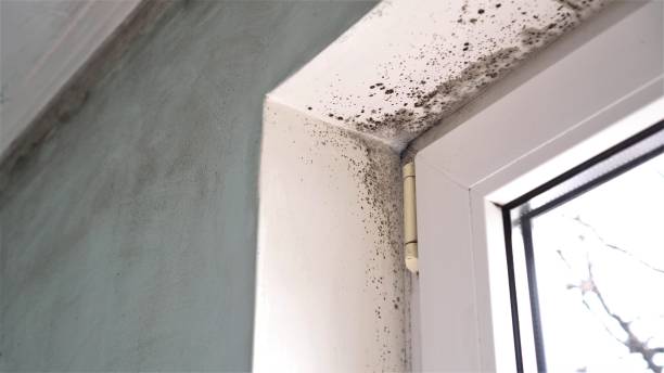 Best Mold Damage Repair  in Charlotte Park, FL