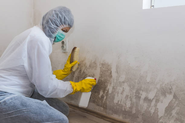 Best Professional Mold Removal  in Charlotte Park, FL