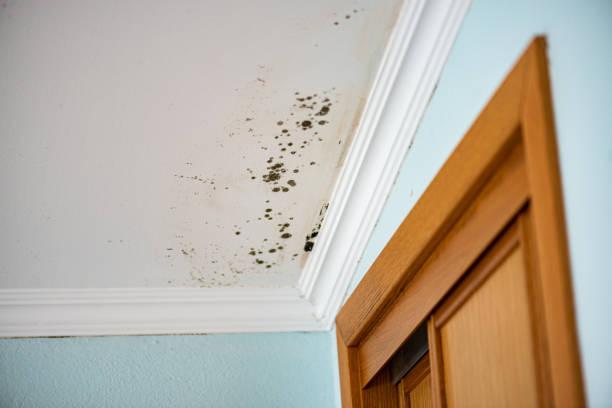 Best Black Mold Removal  in Charlotte Park, FL