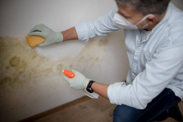 Best Emergency Mold Removal  in Charlotte Park, FL