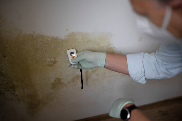 Best Mold Cleaning Services  in Charlotte Park, FL