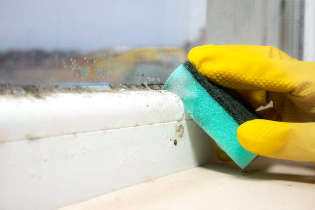 Mold Removal Process in Charlotte Park, FL