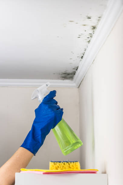 Mold Testing and Removal in Charlotte Park, FL