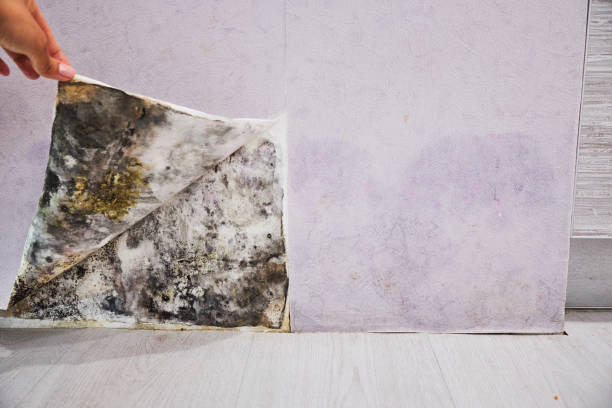 Charlotte Park, FL Mold Removal Company